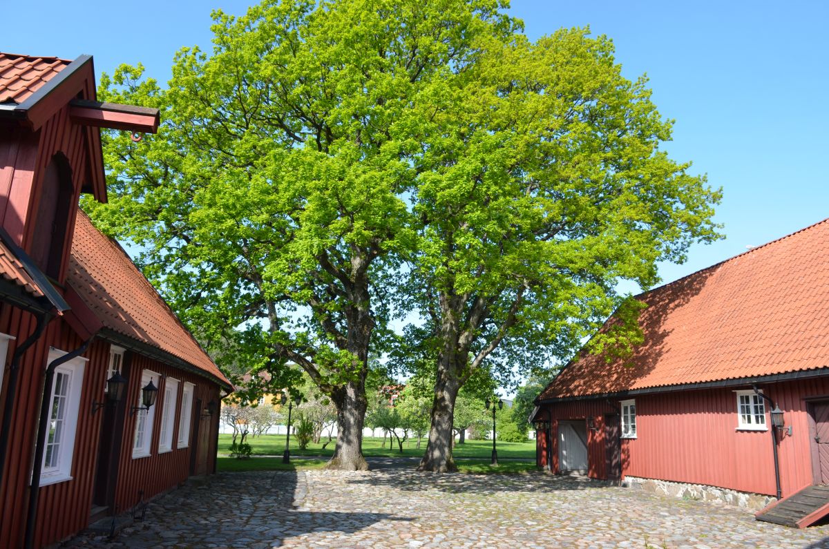 Eiketrærne er en del av hageanlegget til kommandantboligen.