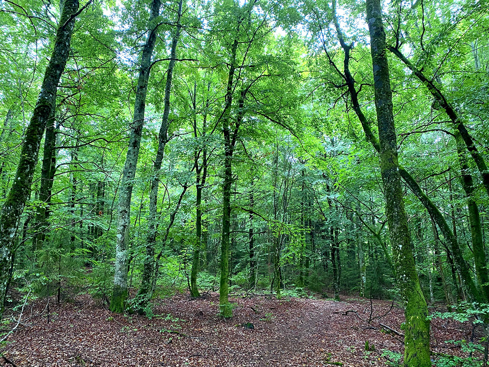 Bøkeskogen på Grøum.