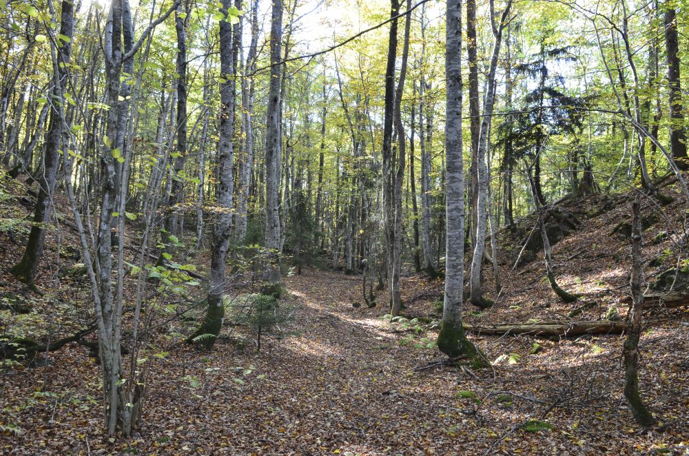 Det er sjelden man finner slike rike bestander av den varmekjæra bøka så langt nord som her i Hillestadåsen.