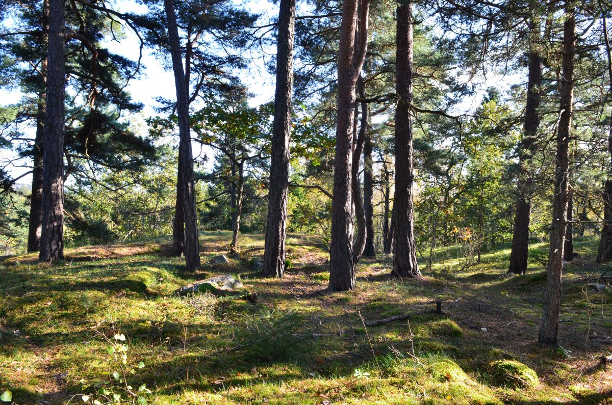 Den sjeldne arten bittergrønn trives i slik åpen furuskog som her i Holtan plantefredningsområde,  og vurderes som sterkt truet fordi den er i stor tilbakegang nasjonalt. 