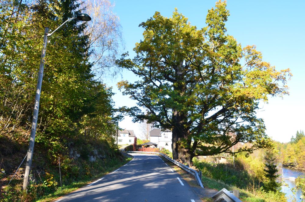 Kjoseeika.