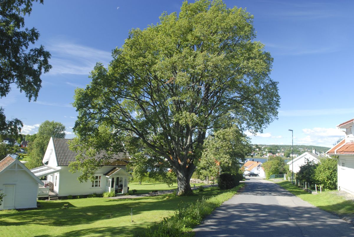Kysteika på Føynland er antakeligvis rundt 300 år gammel.