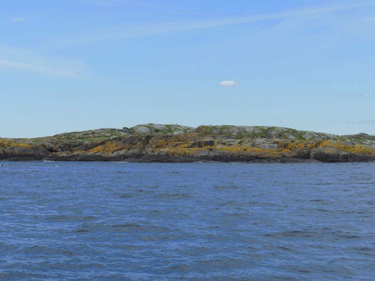 De gule messinglavene man så tydelig ser her på Langholmene, er typiske for slike skjær og øyer der sjøfugler holder til. Fuglemøkka inneholder mye nitrogen som gir næring til disse lavtypene. 