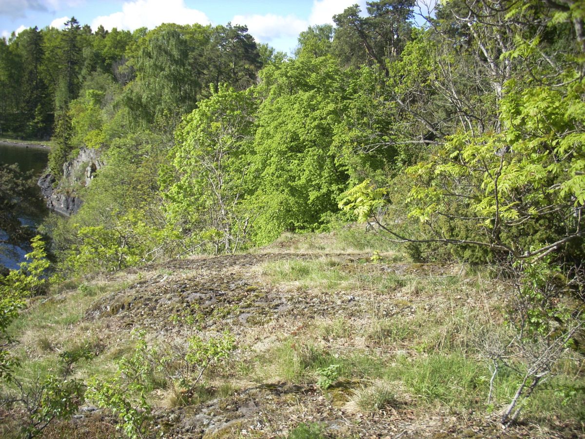 Mellomøya er vernet for å ta vare på den sjeldne lodnefiolen og dens livsmiljø.
