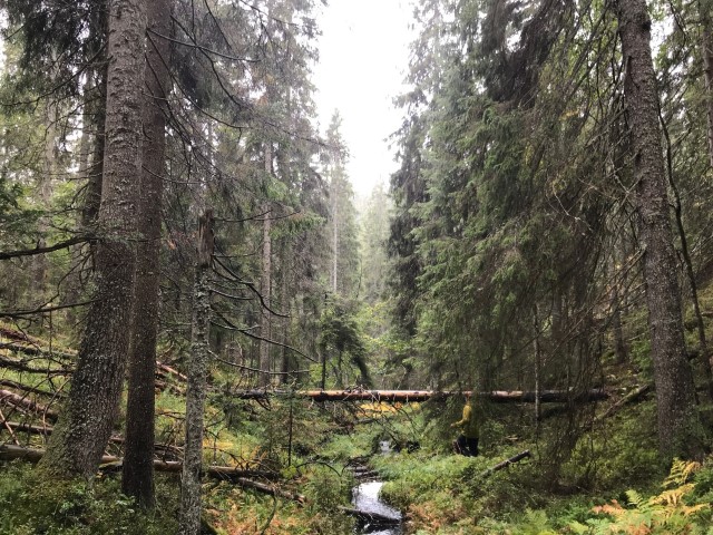 Gammel granskog i Trestikledalen.
