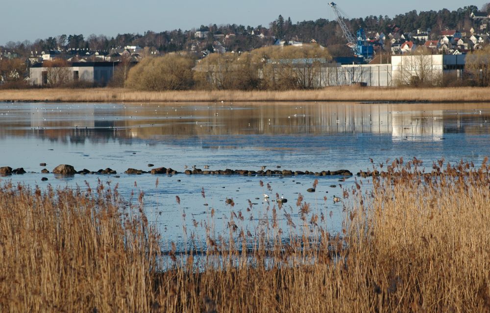 Store undervannsenger av ålegras er jakt- og beitemarker for fuglene.
