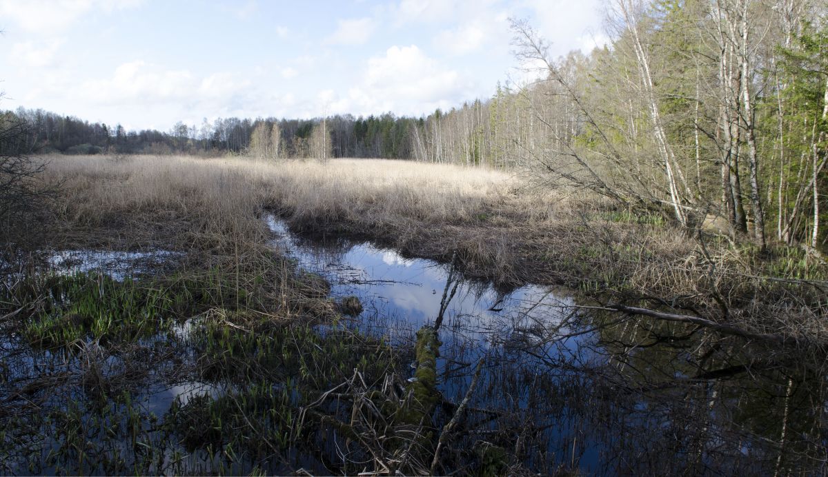 Robergvannet er i dag nesten gjengrodd.
