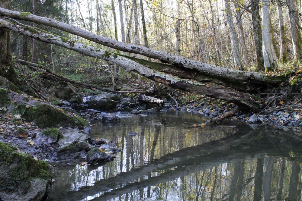 Tangenbekken har gitt navn til reservatet og er en yndet gytebekk for sjøørret.