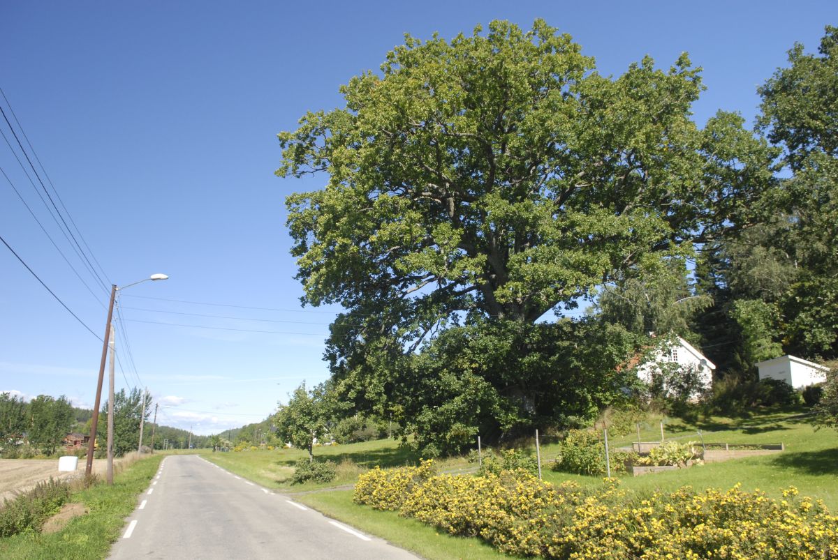 Torødeika har blitt målt til 5,5 meter i diameter.