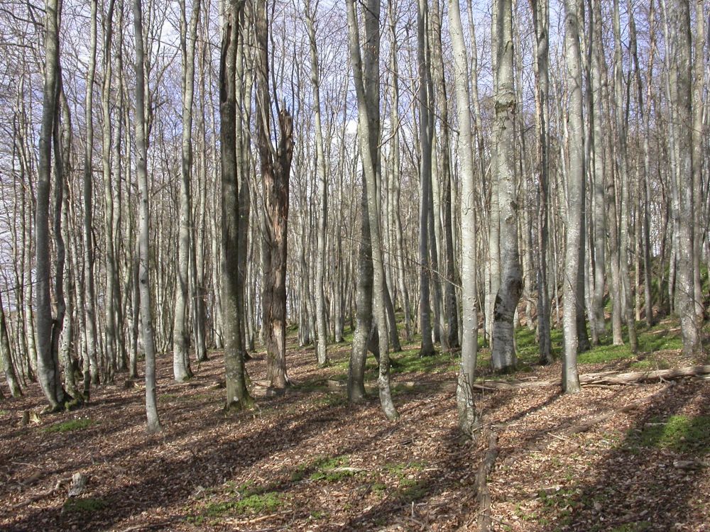 Dette vårbildet fra Våle prestegårdsskog, illustrerer godt hvordan hvitveisen skynder seg i gang før bladene på bøkeskogen danner tette tak. 