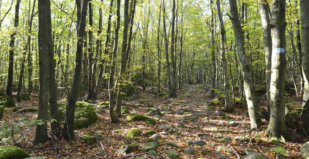 Gjennom Veldre  naturminne går en blåmerket tursti på de runde morenesteinene i Vestfoldraet.