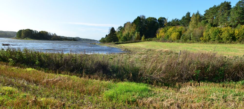 Vikerøya har et levende jordbruk med beitearealer helt ned til sjøen, som her ved Ollekilen.