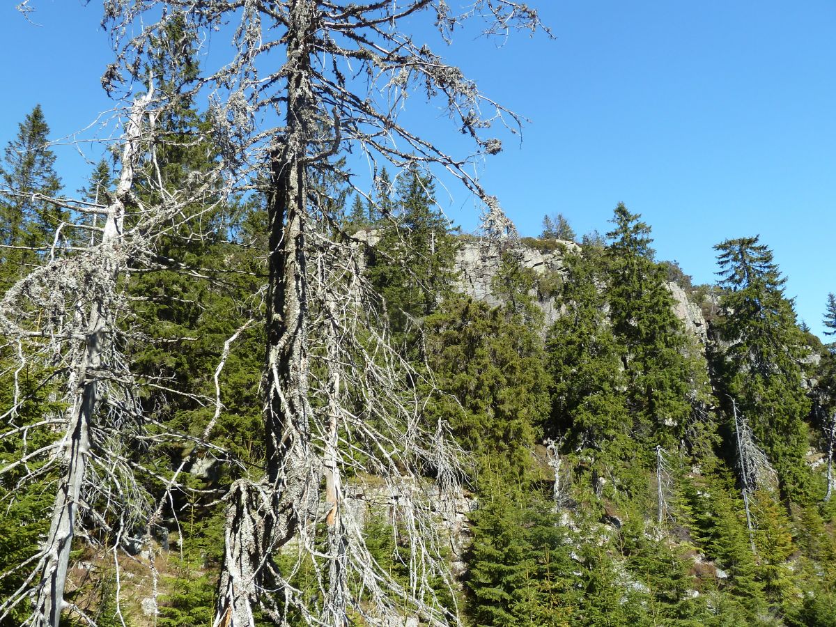 Vindfjell naturreservat med gamle kjempegraner, sett fra Grorudvolldalen på Vestfoldsiden.