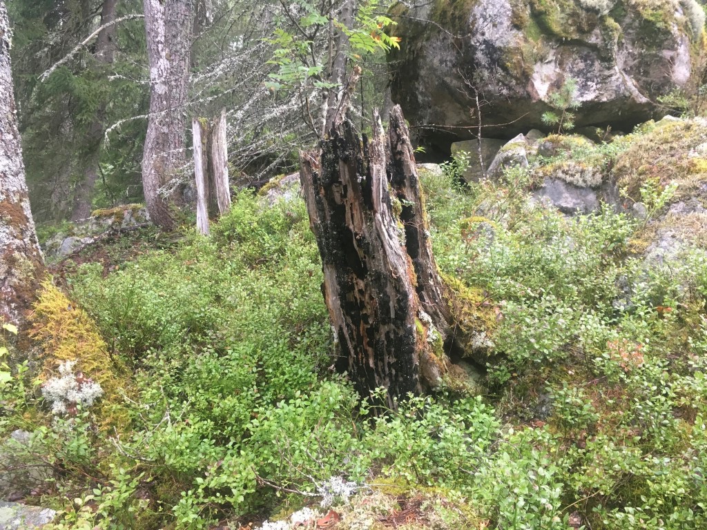 Ein av dei veldig få brannstubbane som er i området. Foto: Maria K. Hertzberg