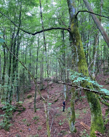 Rik edellauvskog i Granasnekollen. Foto: Statsforvalteren i Vestfold og Telemark