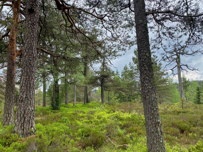 Granasnekollen: Furustokkjuke (øverst til venstre) på furu. Foto: Statsforvalteren i Vestfold og Telemark