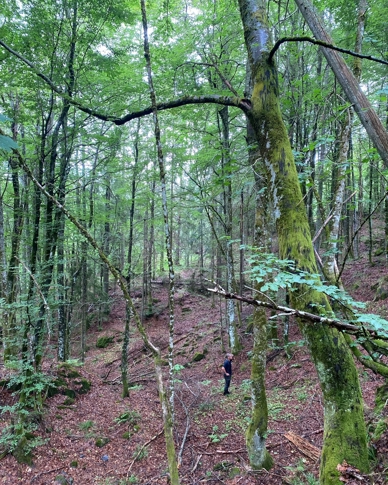 Granasnekollen: Gammel edellauvskog på høy bonitet. Foto: Statsforvalteren i Vestfold og Telemark