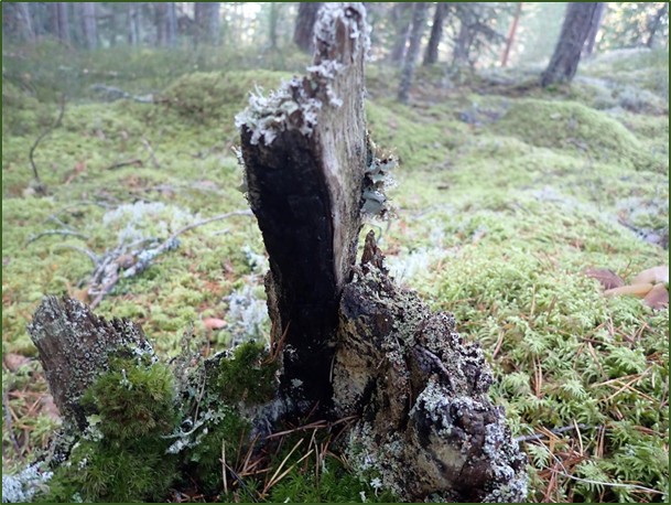 Brannspor i Hyttedokkåsen vest. Foto: Rein Midteng
