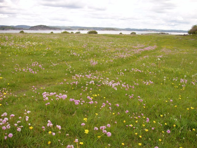 Blomsterenger er ofte artsrike og viktig matkilde for mange insektarter. Foto: Statsforvalteren i Vestfold og Telemark