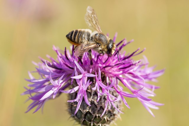 Storbladskjærerbie på vertsplanten fagerknoppurt. Arten er kritisk truet og i dag kun kjent fra Færder kommune. Foto: Kim Abel/Naturfotografiet.no