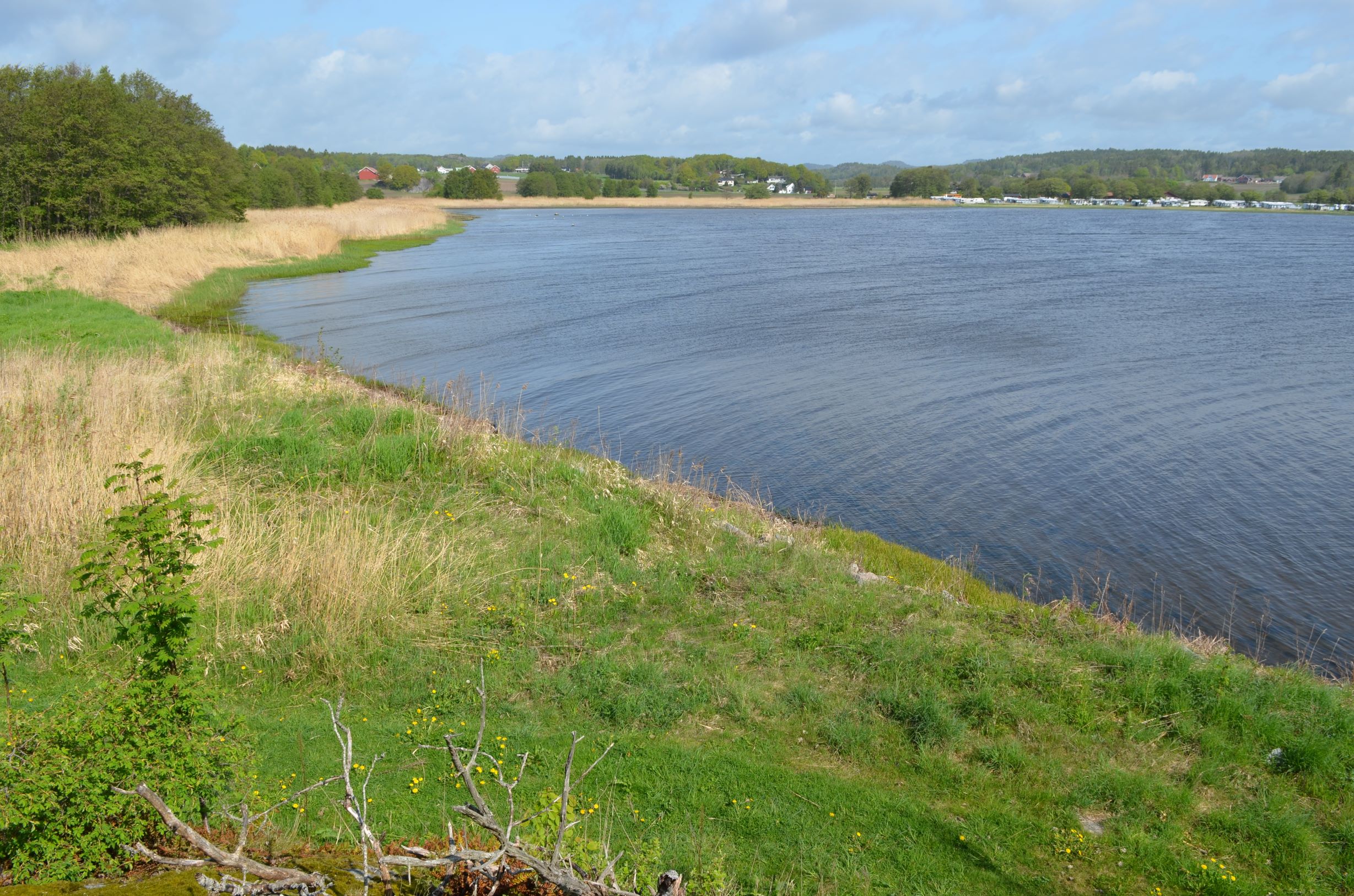 Hummerbakken naturreservat: De grunne områdene i Hummerbakkfjorden er leveområde for det sjeldne dvergålegraset. Foto: Statsforvalteren i Vestfold og Telemark