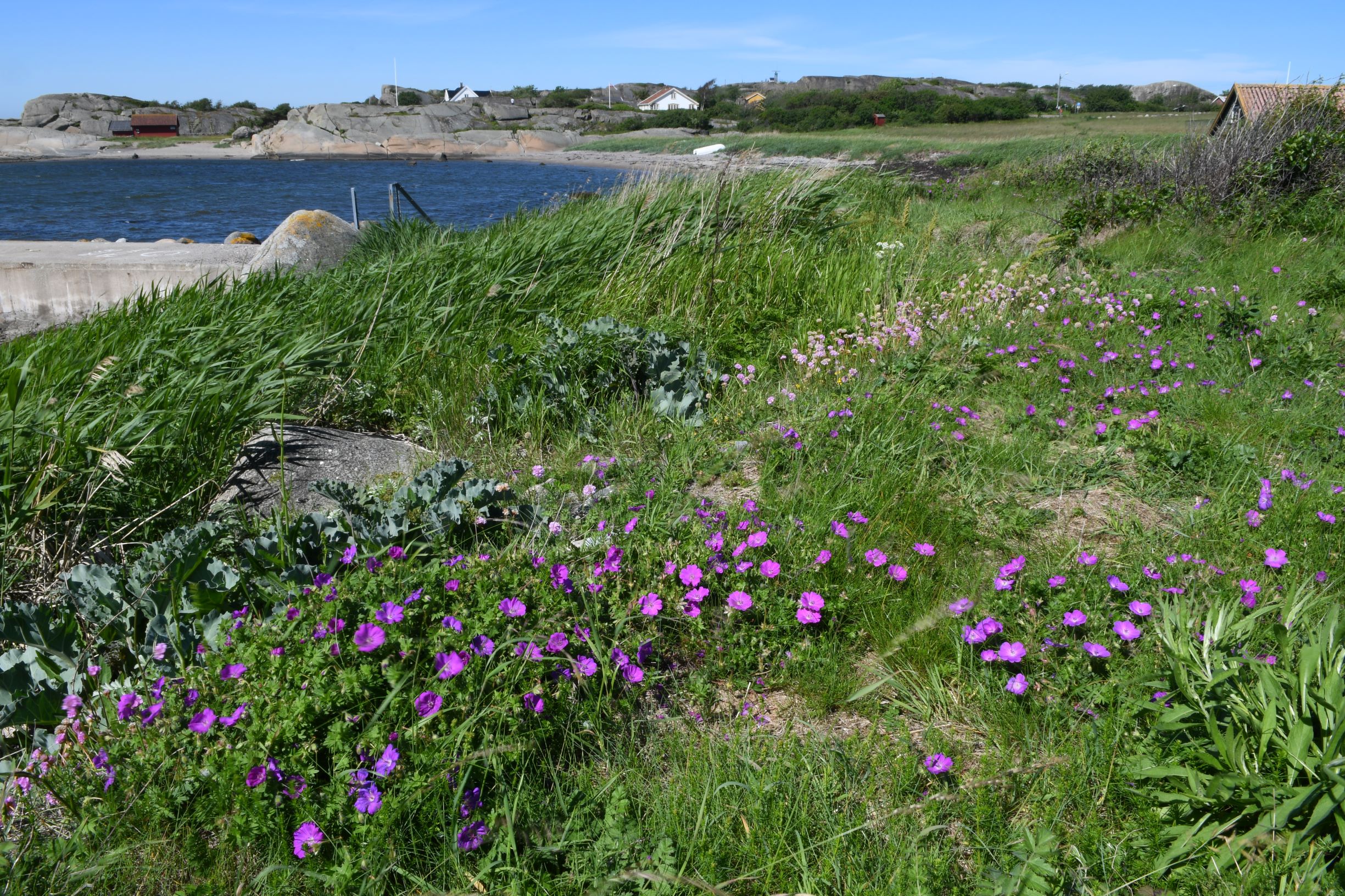 Sønstegård plante -og dyrefredningsområde ligger idyllisk til med åpne sletter mellom hytter og sjøen syd på Hvasser. Foto: Statsforvalteren i Vestfold og Telemark