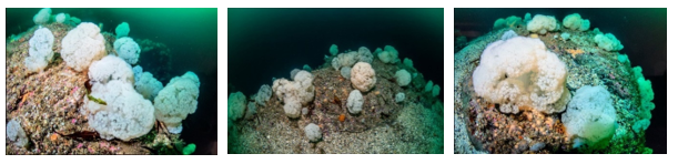 Figur 1: Blomkålkorallar ved Husevågøy fotografert av Erling Svensen i 2019 Blomkålkorallar ved Husevågøy i 2019