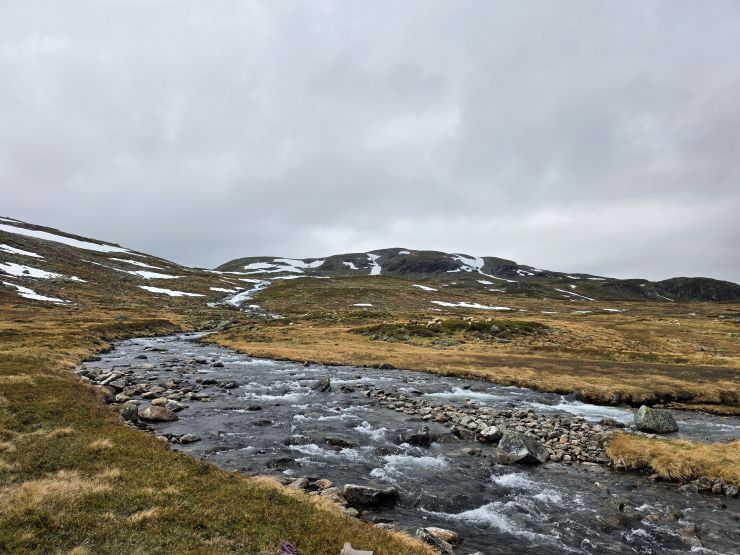 Sauer på fjellbeite.