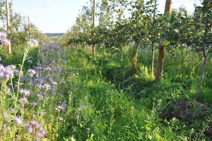 Blomsterstriper i ein frukthage