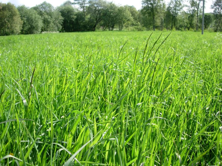 Jorde der det blir dyrka gras