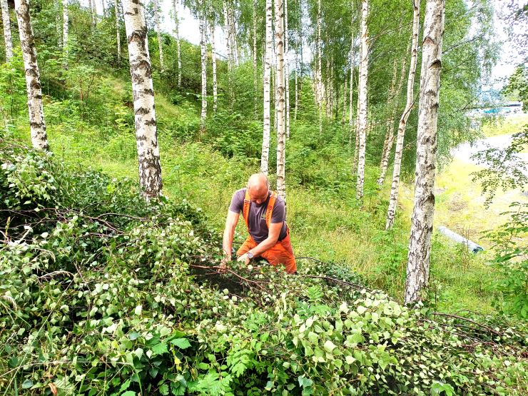 Arnt Laukeland frå Skogkurs sankar frø i skogen