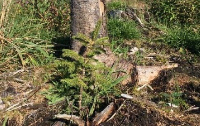 Granplante på Stord