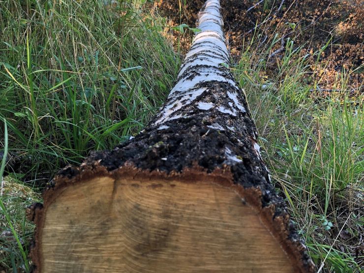 Rak og fin bjørk, 26 cm i brysthøyde, 19 m lang. 0,419 m3. 