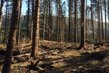Bilde viser tre i skog