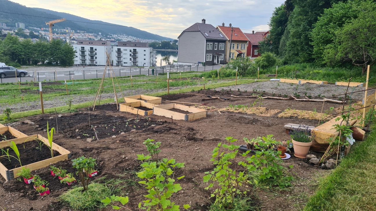 Parsellhage, dyrkingsruter med byen i bakgrunnen