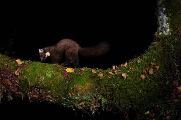 Måren er ein relativ vanleg art hjå oss. Den er eit utprega skogsdyr, og trivest best i gamal naturprega skog. Det er her den finn størst mangfald av byttedyr, skjul og hiplassar. Skogområde er svært viktig for artsmangfaldet, og omlag 60 prosent av alle artane og flest trua artar har skog som levestad i Noreg.