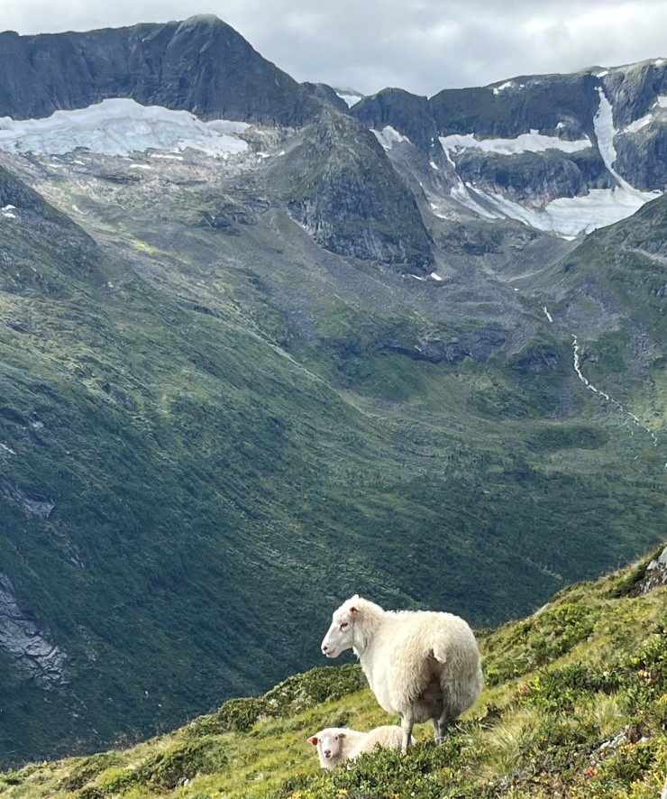 sau i fjellandskap med snø i bakgrunnen