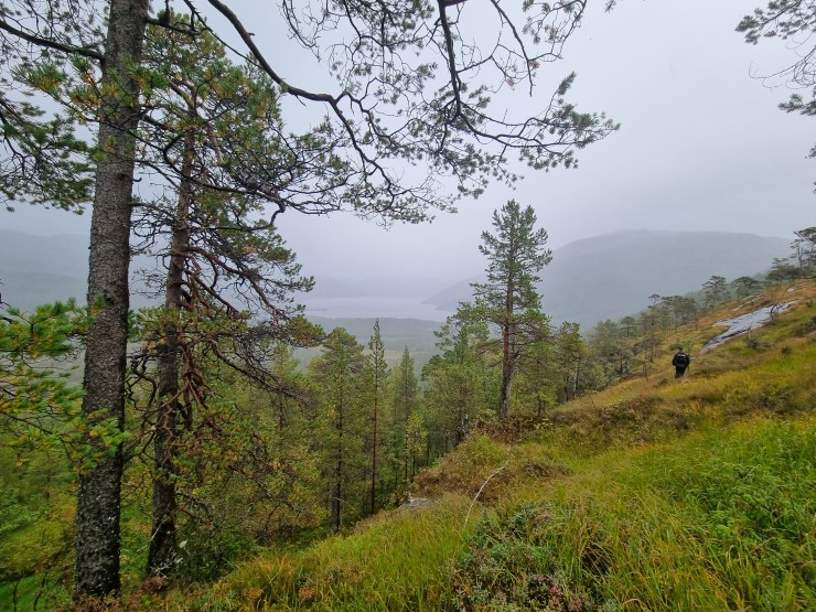 lågt skydekke over ein gamal skog med utsyn og ein person på tur