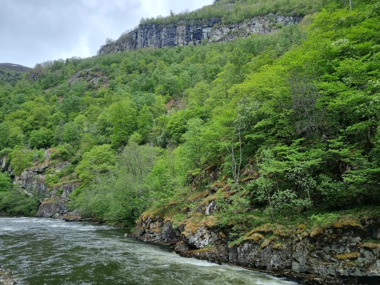 Frodig lauvskog ved ei elv