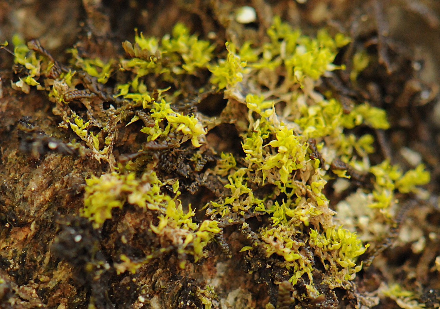 Regnskogmosen Nebbmose Colura calyptrifolia er klassifisert som sterkt trua og er berre funne i Femanger og ingen andre stader i Skandinavia. Utviding av Setråsen og Femanger naturreservat vil såleis sikra einaste kjente levestaden til arten hjå oss. 
