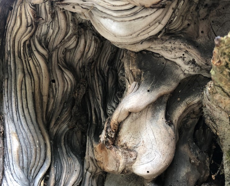 Knudrete gamalt tre