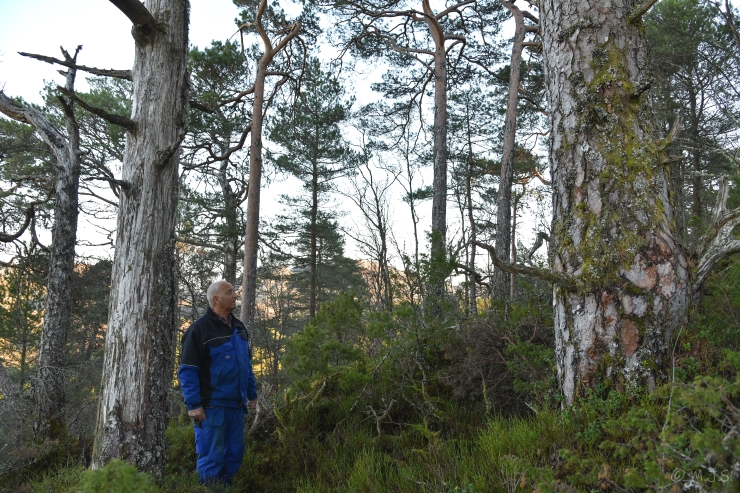 Skogeigar viser fram parti eldre skog i Gripakletten naturreservat i Alver kommune. Omr&aring;det vart verna 20. desember 2019. Foto: Magnus Johan Steinsv&aring;g &copy;