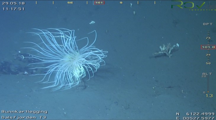 Sylindersjørose ved Kvammen i Dalsfjorden Fotografi teke av Rådgivende Biologer AS av sylindersjørose ved Kvammen i Dalsfjorden