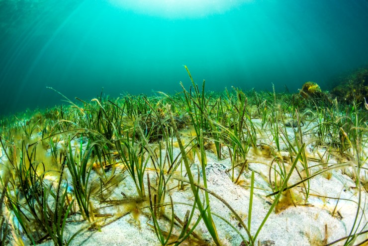 gras som veks på kvit sand under vatn
