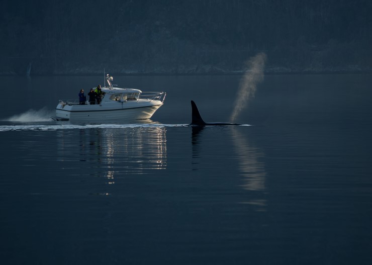 Fritidsbåt på fjorden med folk som tek bilete og ein spekkhoggarfinne som bryt vassoverflata