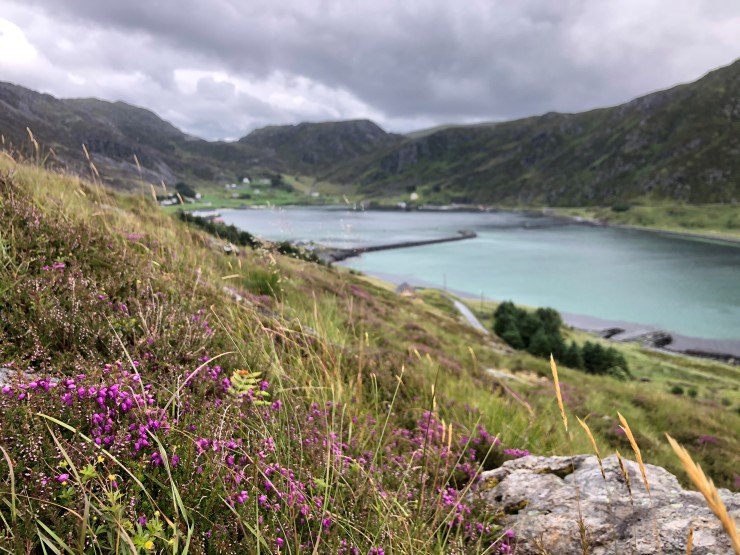 Ei vik med roleg farvatn med grunn sjøbotn og røsslyng i framgrunnen