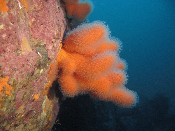 Oransje korall veks på bergvegg under vatn