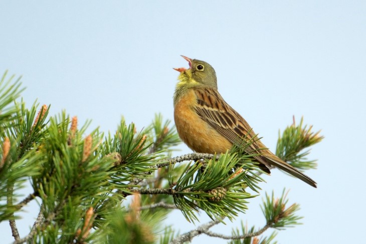 Hortulan hann
