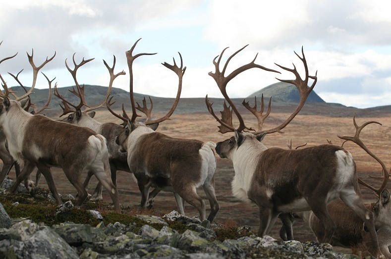 Villrein på fjellet