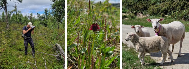 Tre bilder som viser person i arbeid med registrering, ei plante og sauer.